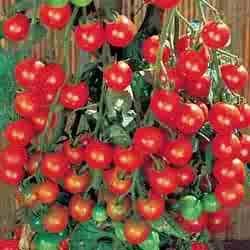 TOMATO-CHERRY-SUPERSWEET 100****250 SEED!