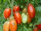 TOMATO-ROMA**HEIRLOOM***500 SEED!
