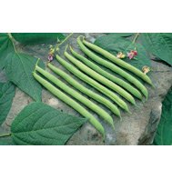 GREEN BEAN-10-G PROVIDER (ORGANIC)****200 SEED!