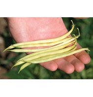 YELLOW BEAN-ISAR*****500 SEED!