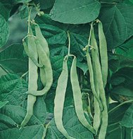 POLE BEAN-NORTHEASTER****80 SEED!