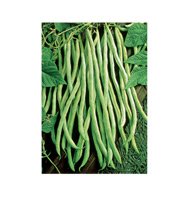 POLE BEAN-FORTEX****100 SEED!