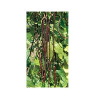 POLE BEAN-RED NOODLE**500 SEED!