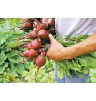 BEETS-RED ACE (NON-ORGANIC)***2,500 SEED!