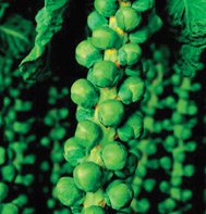 BRUSSEL SPROUT-DIABLO****250 SEED!