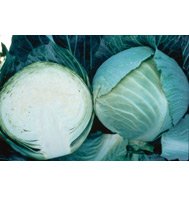 CABBAGE-STORAGE*******500 SEED!