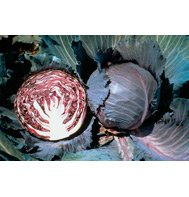 CABBAGE-SUPER RED*******500 SEED!