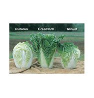 CHINESE CABBAGE-GREENWICH*****500 SEED!
