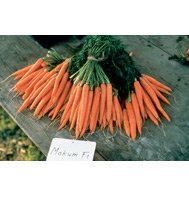 CARROT-MOKUM*******5,000 SEED!