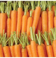 CARROT-NAPOLI*********5,000 SEED!