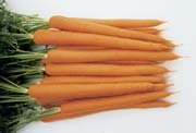 CARROT-SUGARSNAX 54***5,000 SEED!