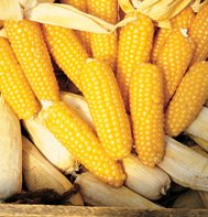 POPCORN-TOM THUMB (ORGANIC)& (HEIRLOOM)****180 SEED!