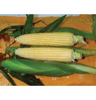 CORN-SPRING TREAT (SUGAR ENHANCED)****75 SEED!