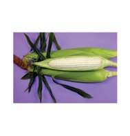 CORN-SILVER QUEEN (SUGAR ENHANCED) ****75 SEED!