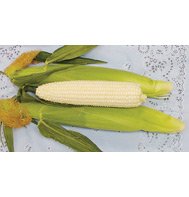 CORN-WHITEOUT (SUGAR ENHANCED)****75 SEED!