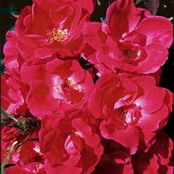 ROSE*KNOCKOUT RED*******SAVE 50%****(5) BAREROOT PLANTS