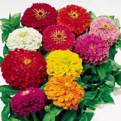 ZINNIA*BENARY'S GIANT MIX**HEIRLOOM******350 SEED!