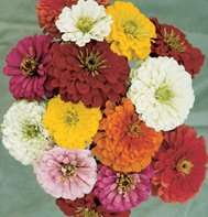 ZINNIA*CARROUSEL********************700 SEED!