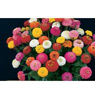 ZINNIA*SUN BOW MIX********************800 SEED!