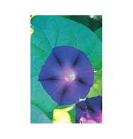 MORNING GLORY*PRESIDENT TYLER*HEIRLOOM*********300 SEED