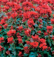 MONARDA*PANARAMA RED SHADES*****************150 SEED!!!
