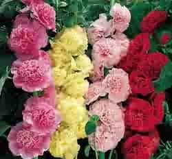 HOLLYHOCK*SUMMER CARNIVAL MIX**************500 SEED!