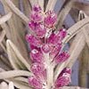 ENGLISH LAVENDER*HERB SEED******************2,500 SEED!