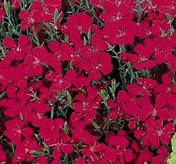 DIANTHUS*ZING-ROSE*PERENNIAL SEED*************250 SEED!