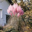 CORTADERIA*PAMPAS GRASS PINK****************500 SEED!