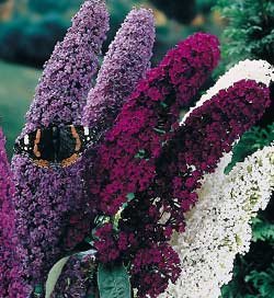 BUDDLEIA MIX*BUTTERFLY BUSH******************250 SEED!
