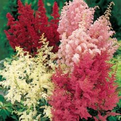 ASTILBE-BELLA MIX*************************125 SEED!!!
