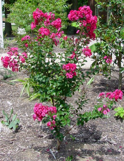 CREPE (CRAPE) MYRTLE*DYNAMITE****************8 PLANTS