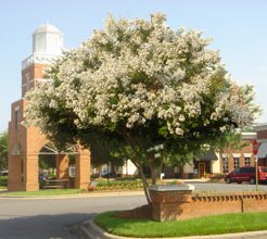 CREPE (CRAPE) MYRTLE*NATCHEZ****************8 PLANTS!
