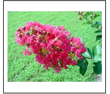 CREPE (CRAPE) MYRTLE*TUSCARORA*************8 PLANTS!
