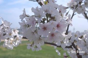 YOSHINO CHERRY TREES*PINK/WHITE FLOWERING****8 TREES!