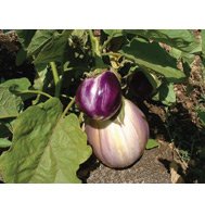 EGGPLANT_ROSA BIANCA*HEIRLOOM & ORGANIC!***150 SEED!