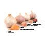 GARLIC-GERMAN EXTRA HARDY**ORGANIC******3 HEADS