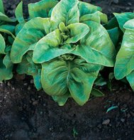 BIBB LETTUCE*DEER TONGUE**ORGANIC & HEIRLOOM**3,000 SEED