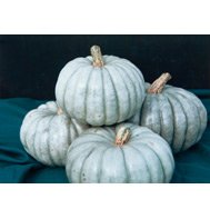 PUMPKIN*JARRAHDALE****HEIRLOOM***150 SEEDS