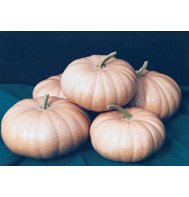 PUMPKIN*LONG ISLAND CHEESE****HEIRLOOM*****150 SEED!