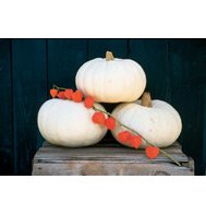 PUMPKIN*VALENCIANO***HEIRLOOM***100 SEED!