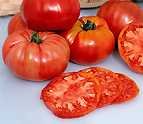 TOMATO*PRUDEN'S PURPLE***ORGANIC & HEIRLOOM!***500 SEED!