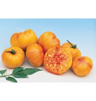 TOMATO*STRIPED GERMAN***ORGANIC & HEIRLOOM***500 SEEDS!