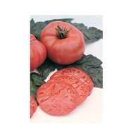 TOMATO*RED BRANDYWINE***ORGANIC & HEIRLOOM****500 SEED!