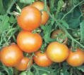 TOMATO*YELLOW BRANDYWINE****ORGANIC & HEIRLOOM****500 SEED!