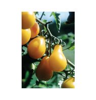 TOMATO*YELLOW PEAR*(CHERRY TYPE)**HEIRLOOM*****20 SEEDS!