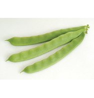 POLE BEAN*GARDENOF EDEN***ORGANIC & HEIRLOOM***25 SEED!