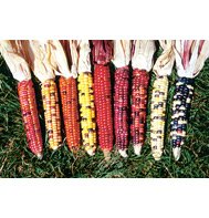 CORN-ORNAMENTAL*PAINTED MOUNTAIN***ORGANIC & HEIRLOOM**100 SEED!