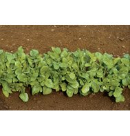 ARUGULA*************ORGANIC**********250 SEED!