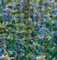 ANISE HYSSOP***ORGANIC*****10,000 SEEDS!